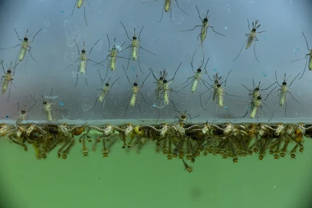 Mosquito Breeding